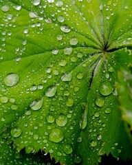 Lotus Effekt auf Blatt