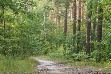footpath in summer forest