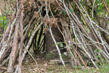 hut made of tree branches