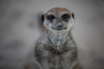 The meerkat or suricate. A small mongoose.