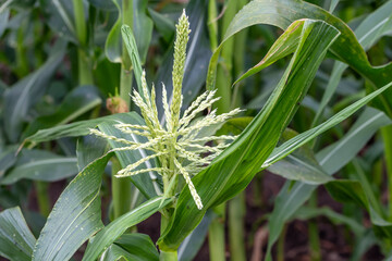 Corn tassels on a corn plant