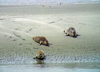 Phoques en Baie de Somme