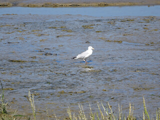 Paysage du Pas de Calais, mouette