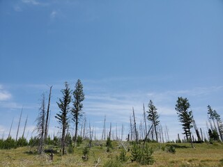 Dead trees and mountains in the Tetons