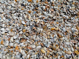 Muscheln am Strand