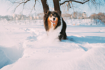Funny Young Shetland Sheepdog, Sheltie, Collie Fast Running Outdoor In Snowy Park. Playful Pet In Winter Park