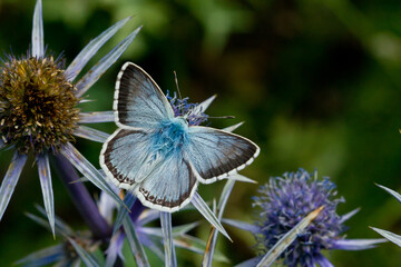 Plebejus argus, Lycaenidae, mariposa pequeña de color azul sobre el cardo.