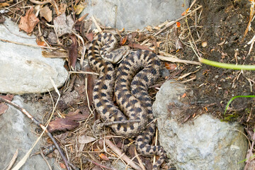 Víbora áspid o áspid (Vipera aspis), serpiente tomando el sol en el Pirineo catalán, Girona, España