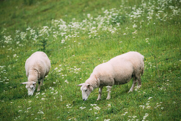 Norway. Domestic Sheep Grazing In Hilly Norwegian Pasture. Sheep Eating Fresh Spring Grass In Green Meadow. Sheep Farming