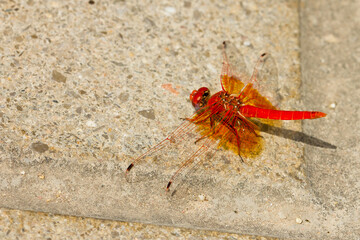 Trithemis kirbyi, libélula de color rojo posada sobre la piedra.