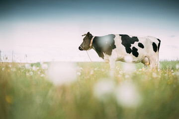 Black And White Cow Eating Grass In Spring Pasture. Cow Grazing On A Green Meadow In Spring