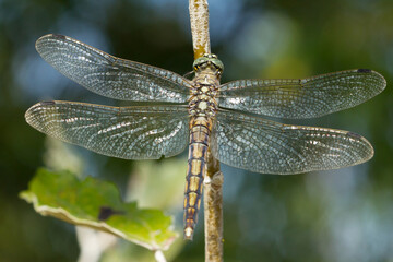Black-tailed skimmer, Orthetrum cancellatum, dragonfly perched on the branch waiting for food.