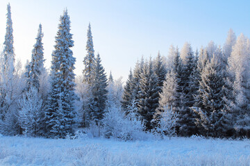 Fototapeta premium Beautiful winter forest. Background. Landscape.