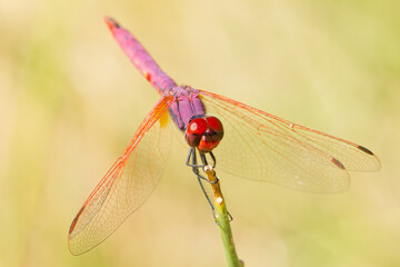 Trithemis annulata, Libélula de color lila y rojo posada con fondo amarillento.