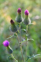 Gewöhnliche Kratzdistel