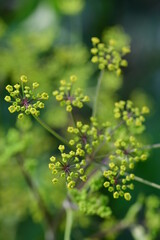 Pastinake, Blütenstand