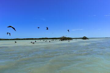 Landscape photo in the Isla Aguada lagoon with many different species of birds
