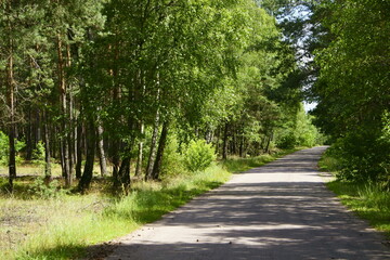 jagody © Magorzata