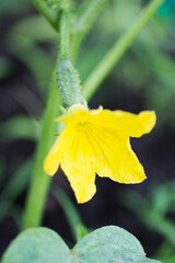 Blooming cucumber.