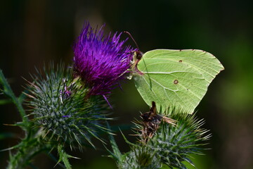 Zitronenfalter auf Distel