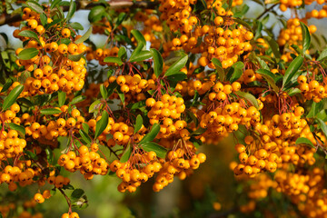Beeren des Feuerdorns