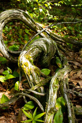knotted roots