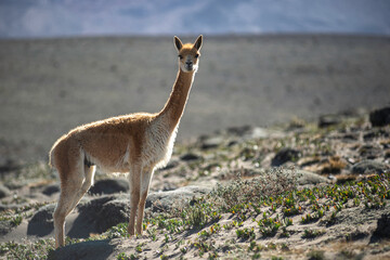 Cotopaxi / Ecuador - circa 2016. A vicuna is grazing near the Cotopaxi volcano. A Vicuna is a mix between a Llama and an Alpaca