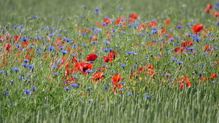 Fototapeta premium Mohnblumen