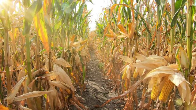 Walking through a corn field, point of view. Farmer controls the crop, ripe corn in the field is dry and ready for harvest. The sun shines through the leaves and stems