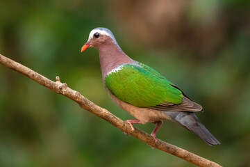 Common Emerald Dove in the Wild. Image Captured from the forest of Kerala State in India