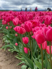 field of red tulips