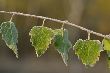 Birkenblätter mit Raureif