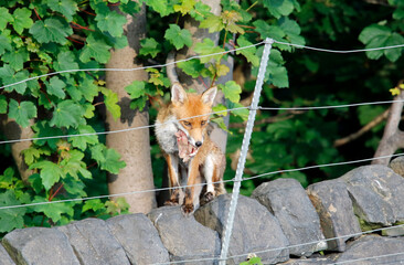 Fox bringing back food for the cubs