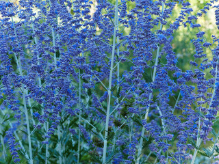 Perovskia atriplicifolia   Sauge de Sibérie ou Lavande d'Afghanistan 'Blue Spire', arbrisseau à petites fleurs tubulaires bleu lavande à bleu pâle sur tiges duveteuses au feuillage gris argenté © Marc