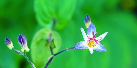 Kwiat trójsklepki owłosionej.  Roślinę często nazywa się potocznie storczykiem ogrodowym lub orchideą.  - obrazy, fototapety, plakaty