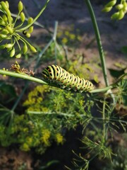 caterpillar on a leaf
