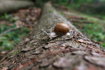 Snail crawls on fallen log in the forest