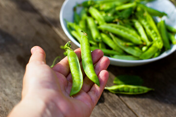 
Female hands hold pods of green peas on wooden background with copy space, vegan food and healthy organic products concept. Harvesting.