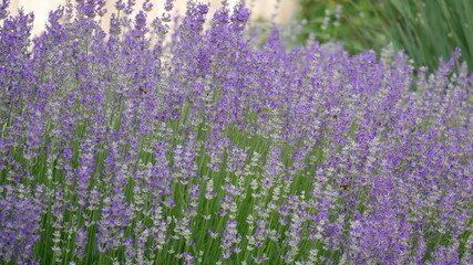 Naklejka premium Lavendel