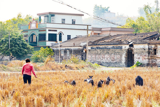 Farmer grazing in the field,rural scenery of Kaiping, Jiangmen, China