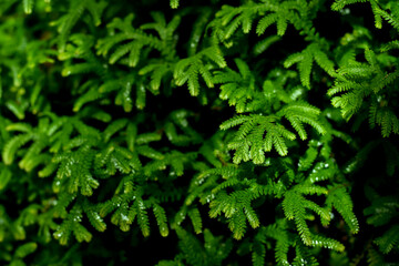 Close-up view, The fresh green of a small leaf with black shadows is used to make a background or decorative scene.