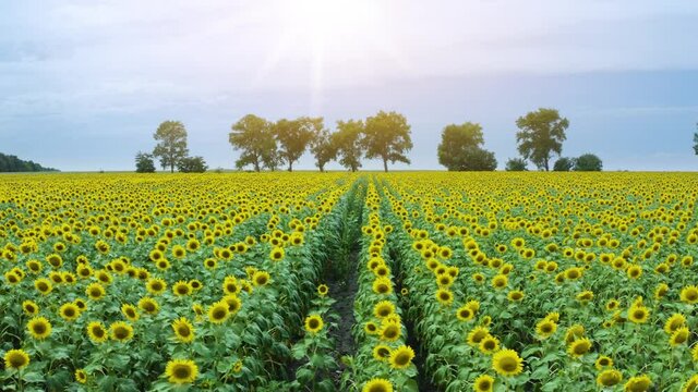 Aerial drone 4K footage of a large sunflower field in summer.
