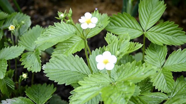 A Bush of flowering strawberries close-up. Berry shrub in the flowering period. Small white flowers on a background of green foliage.