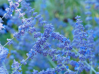 Perovskia atriplicifolia | Sauge de Sibérie ou Russie | Lavande ou sauge d'Afghanistan 'Blue Spire' au panicules de fleurs bleu profond sur tiges souples gris-blanc 