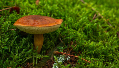 boletus in the summer forrest
