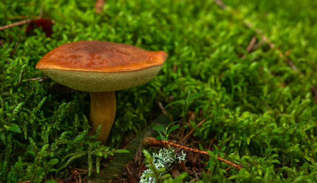 boletus in the summer forrest