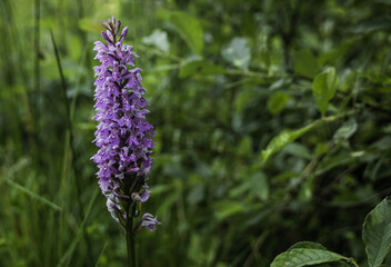 beautiful summer flower