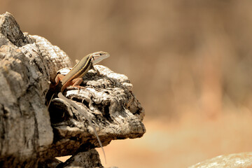 lagartija tomando el sol en un tronco (Podarcis hispanicus) Marbella Andalucía España 