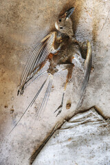 Dead bird on the floor in old, abandoned building in Southern Finland.