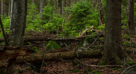 Sumava national park forrest